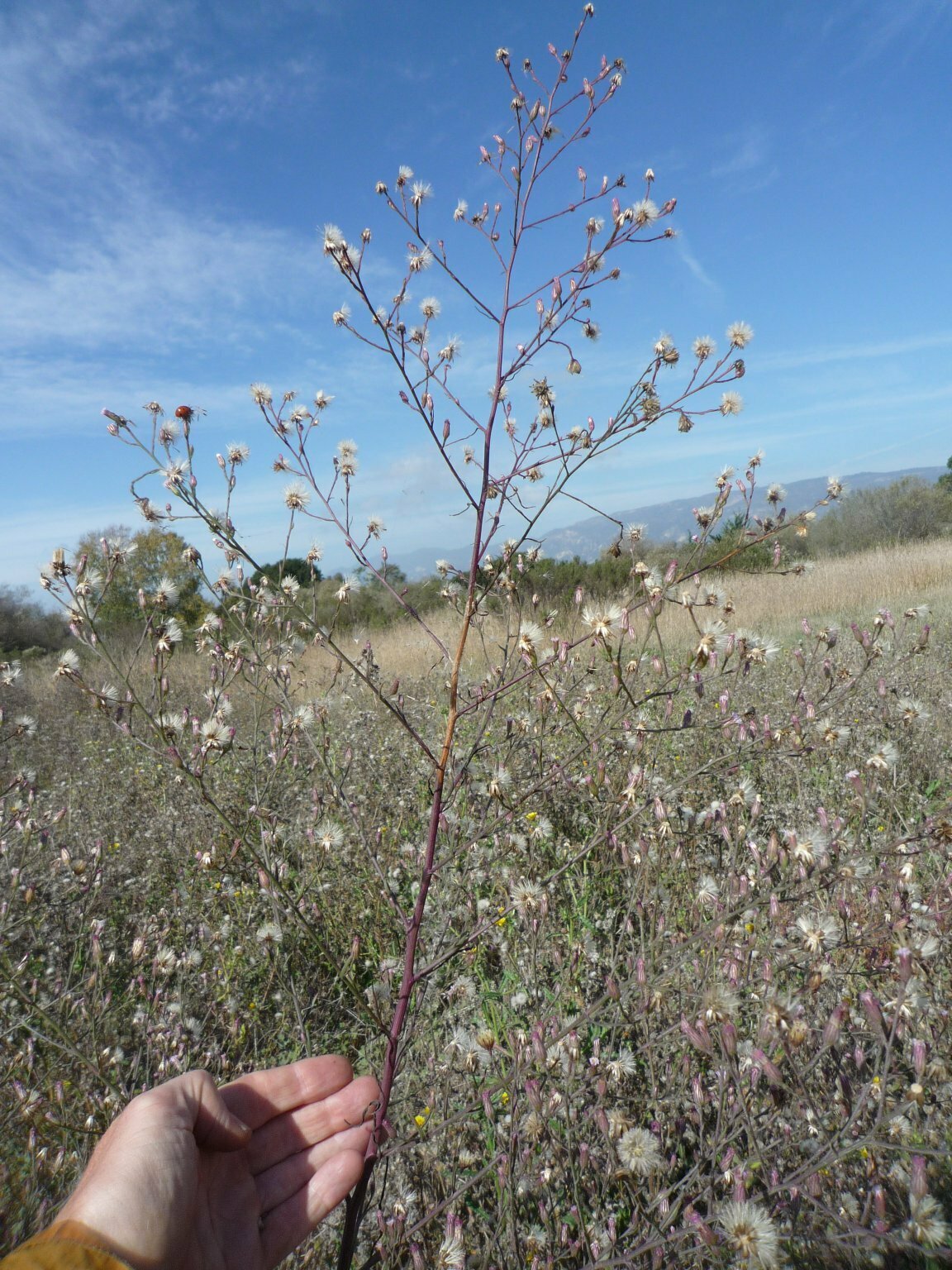 High Resolution Symphyotrichum subulatum Fruit